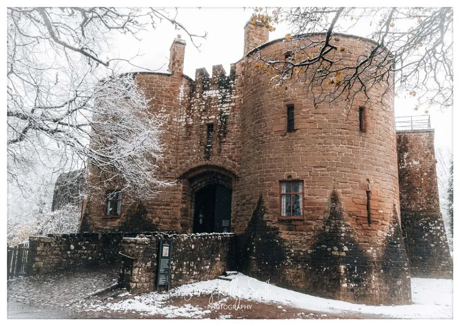 Misty forest landscape with towering pine trees