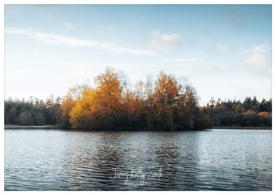 Majestic deer standing in sunlit forest clearing