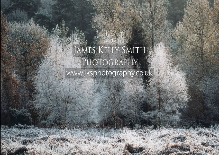 Close-up of red mushroom with white spots on forest floor
