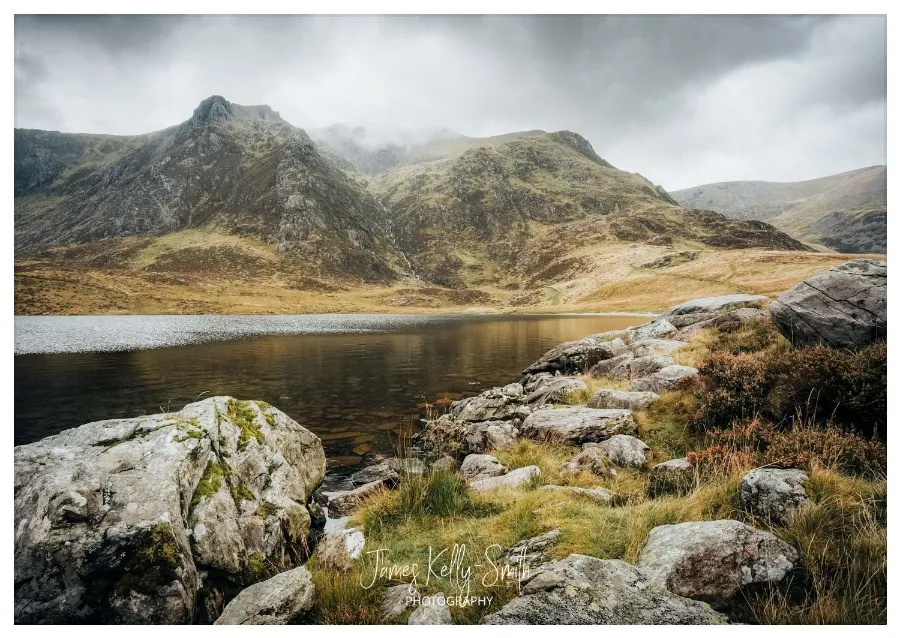 Wise owl perched on moss-covered branch