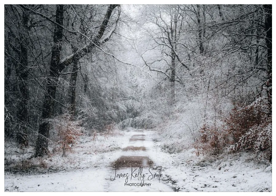 Intricate vein patterns on translucent green leaf